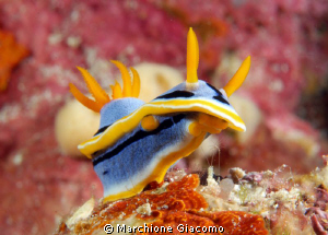 Hop nudy
Nikon D200, 60 micro,twin strobo
Wakatobi 2010 by Marchione Giacomo 
